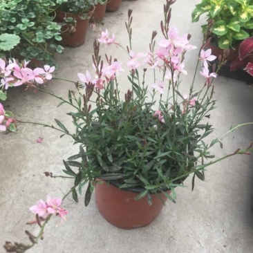 小清新紫叶山桃草千鸟花盆栽好养花卉花期长夏季阳台庭院观花