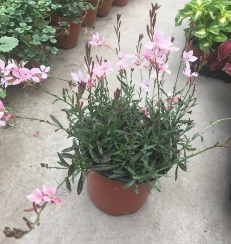 小清新紫叶山桃草千鸟花盆栽好养花卉花期长夏季阳台庭院观花
