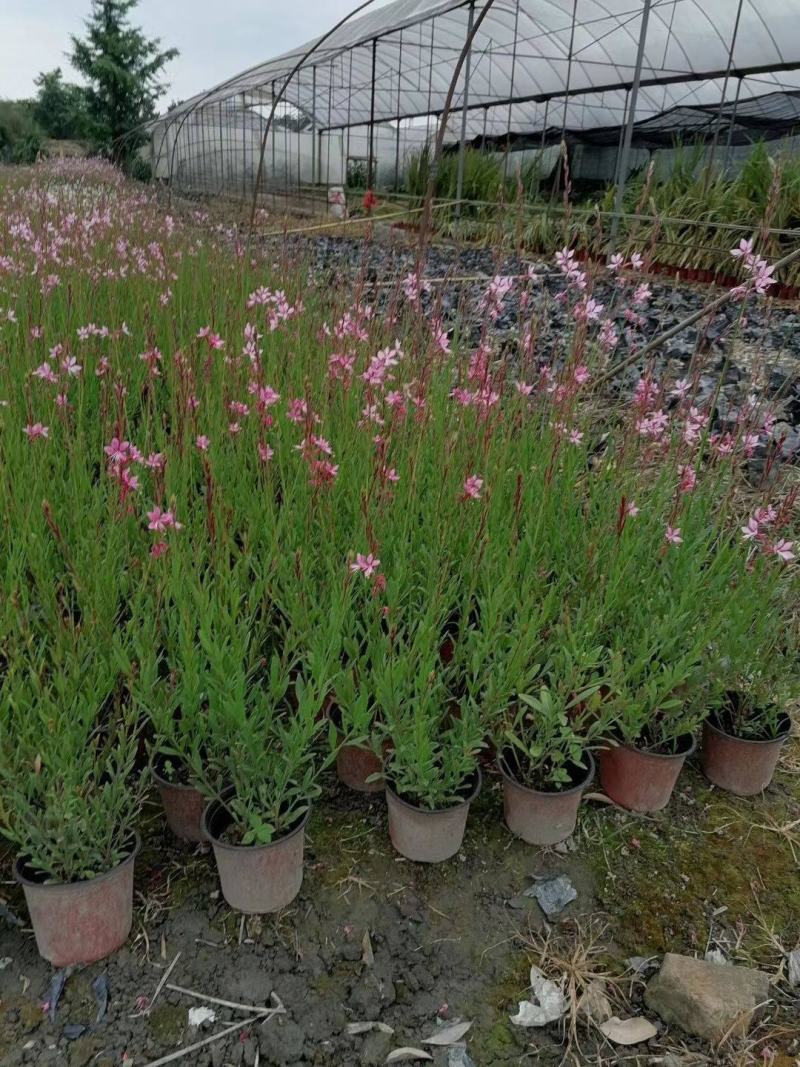 小清新紫叶山桃草千鸟花盆栽好养花卉花期长夏季阳台庭院观花