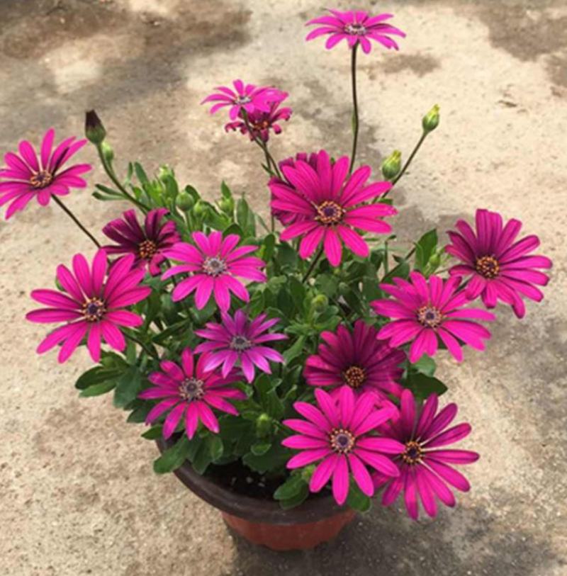 多年生四季蓝目菊花盆栽绿植花卉阳台庭院花种子