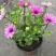 多年生四季蓝目菊花盆栽绿植花卉阳台庭院花种子