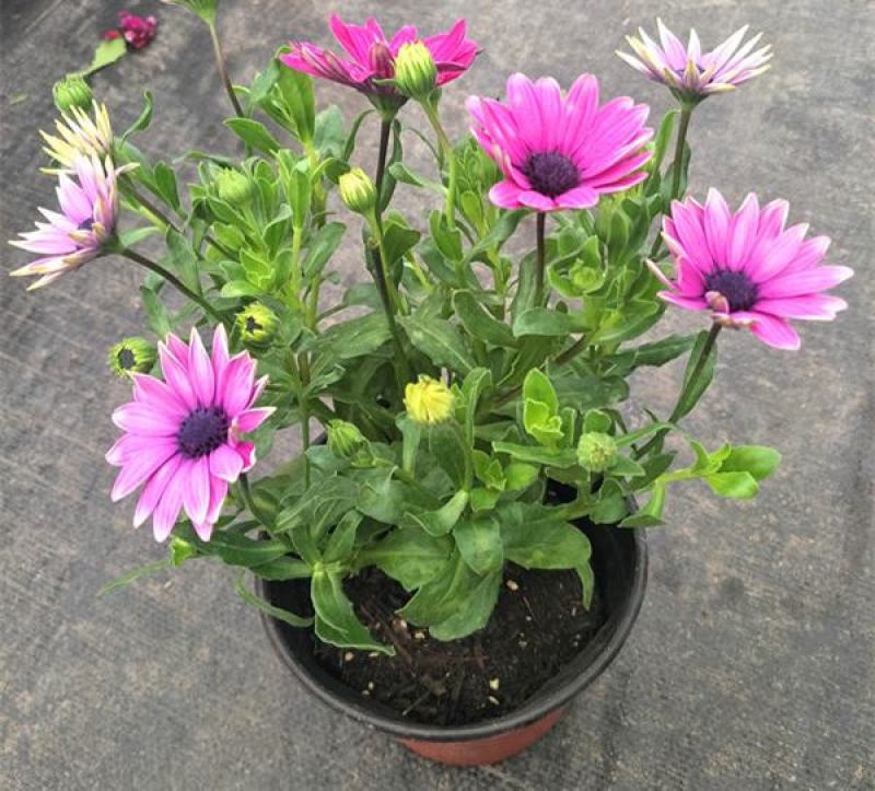 多年生四季蓝目菊花盆栽绿植花卉阳台庭院花种子