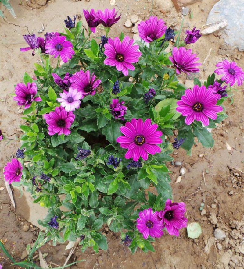 多年生四季蓝目菊花盆栽绿植花卉阳台庭院花种子