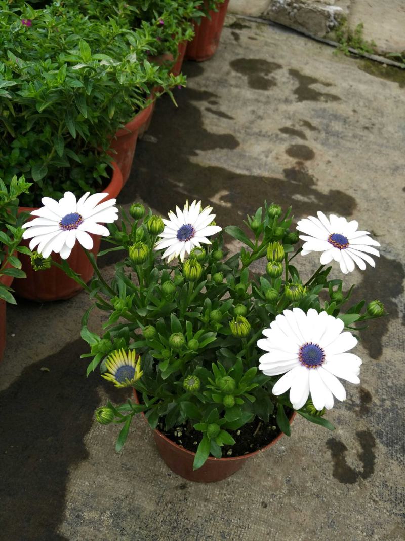 多年生四季蓝目菊花盆栽绿植花卉阳台庭院花种子