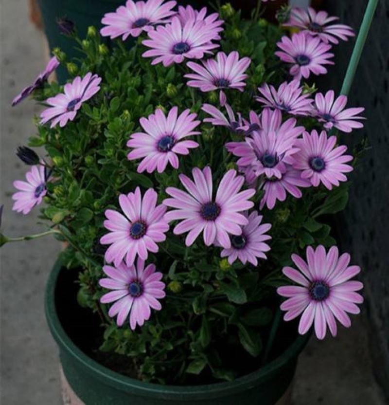 多年生四季蓝目菊花盆栽绿植花卉阳台庭院花种子