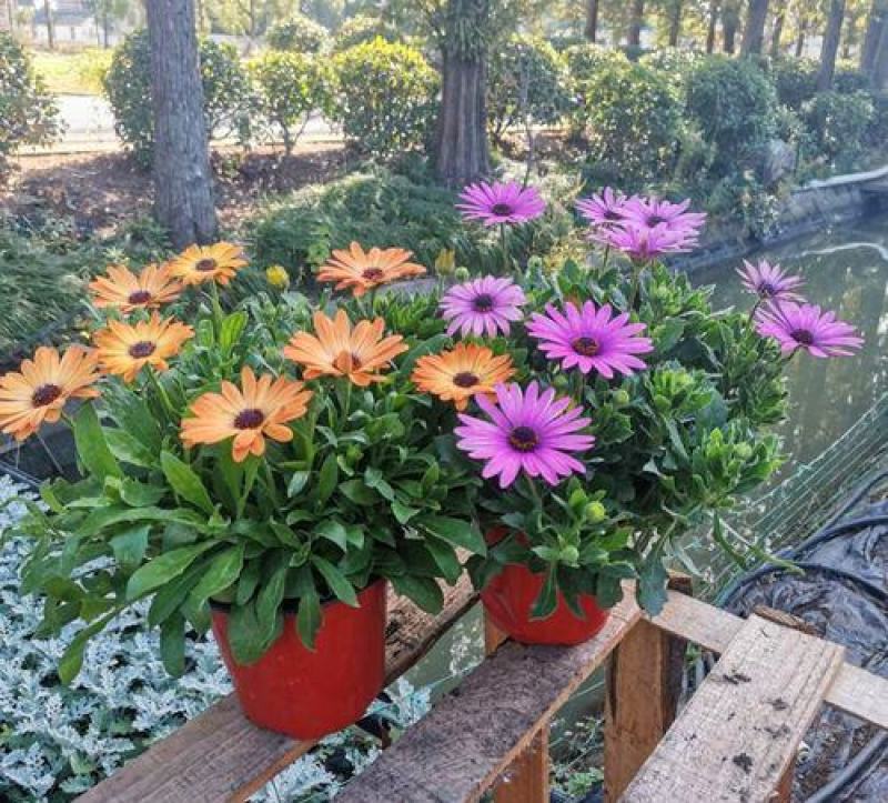 多年生四季蓝目菊花盆栽绿植花卉阳台庭院花种子
