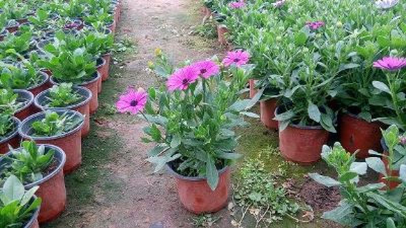 多年生四季蓝目菊花盆栽绿植花卉阳台庭院花种子