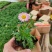 多年生四季蓝目菊花盆栽绿植花卉阳台庭院花种子