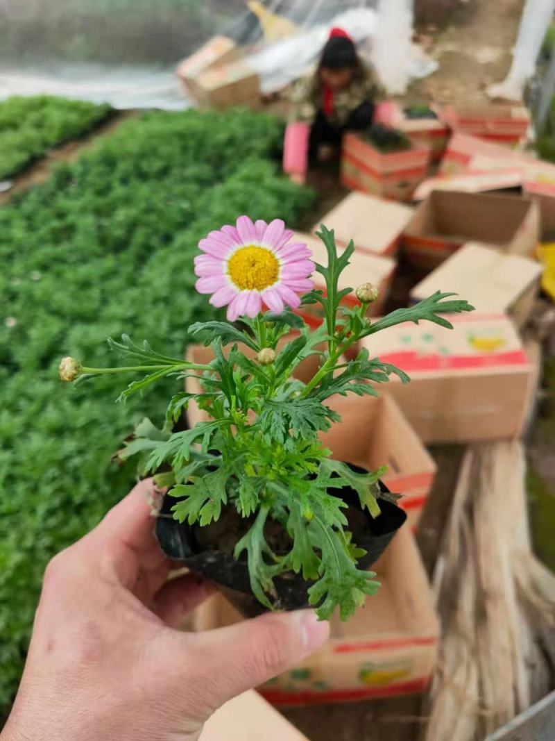 多年生四季蓝目菊花盆栽绿植花卉阳台庭院花种子