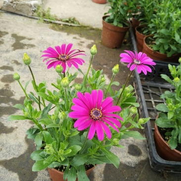 多年生四季蓝目菊花盆栽绿植花卉阳台庭院花种子