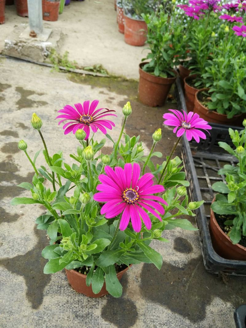 多年生四季蓝目菊花盆栽绿植花卉阳台庭院花种子