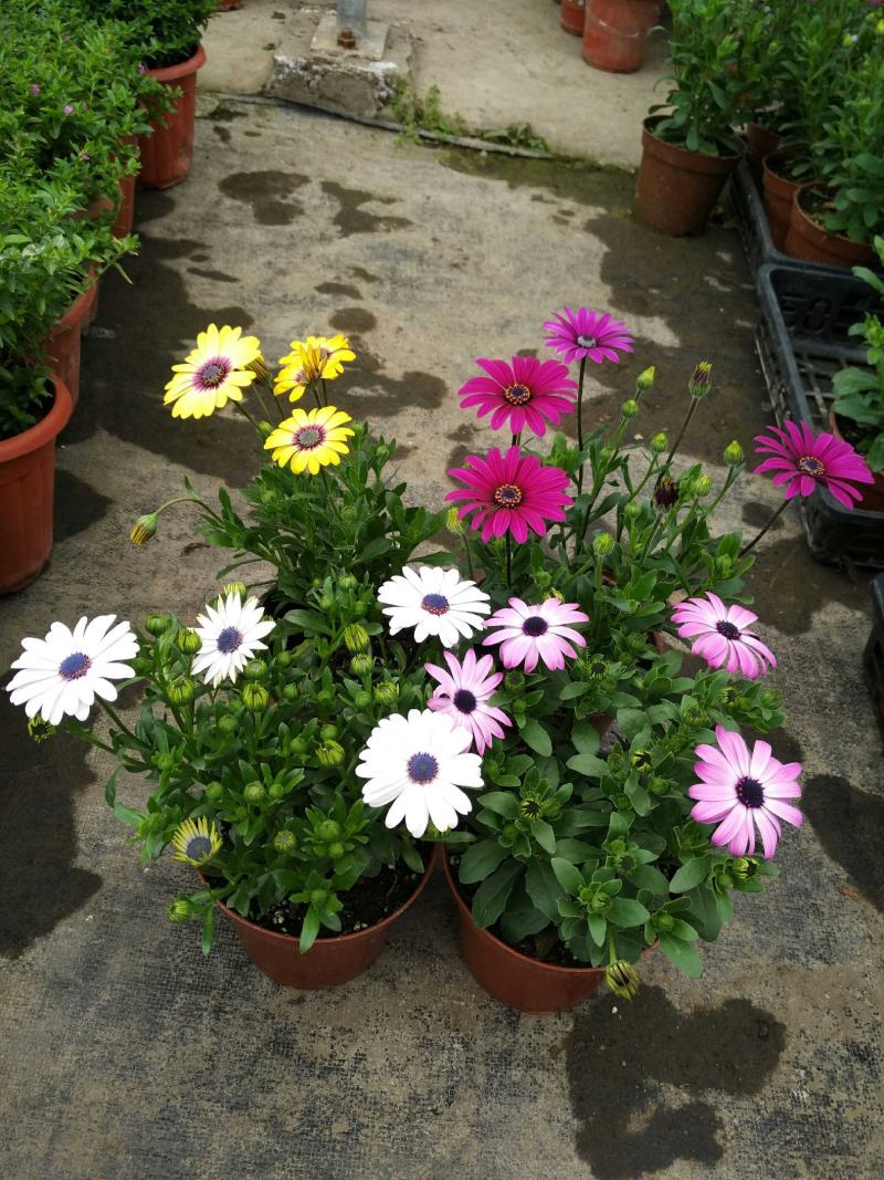 多年生四季蓝目菊花盆栽绿植花卉阳台庭院花种子