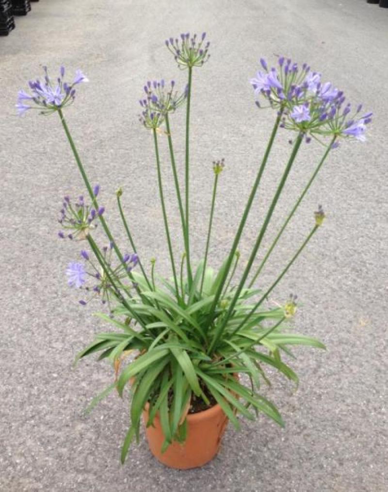 百子莲盆栽多年生常绿阳台庭院露台花卉植物盆栽苗
