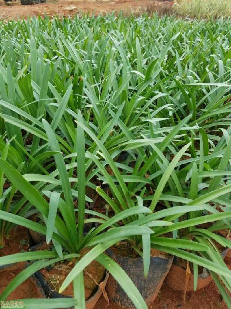 百子莲盆栽多年生常绿阳台庭院露台花卉植物盆栽苗