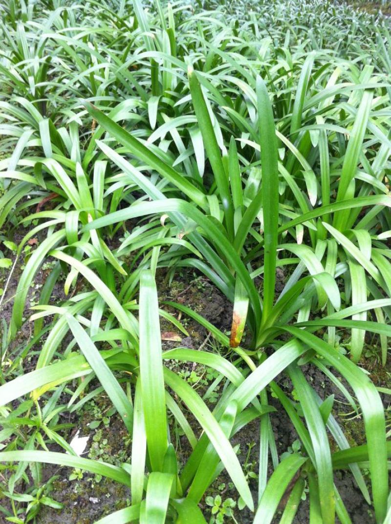 百子莲盆栽多年生常绿阳台庭院露台花卉植物盆栽苗