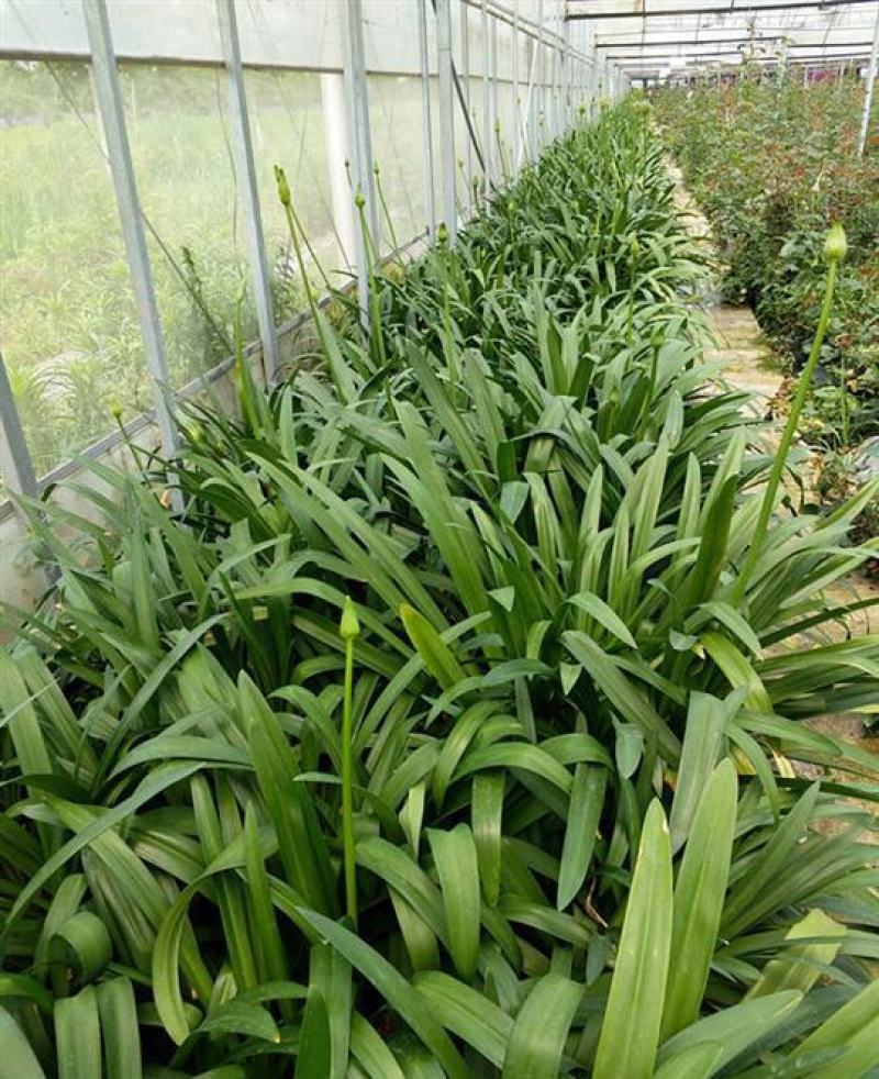 百子莲盆栽多年生常绿阳台庭院露台花卉植物盆栽苗