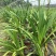百子莲盆栽多年生常绿阳台庭院露台花卉植物盆栽苗