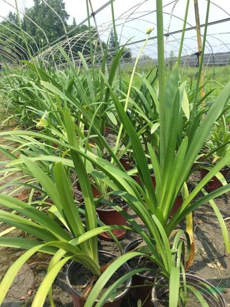 百子莲盆栽多年生常绿阳台庭院露台花卉植物盆栽苗
