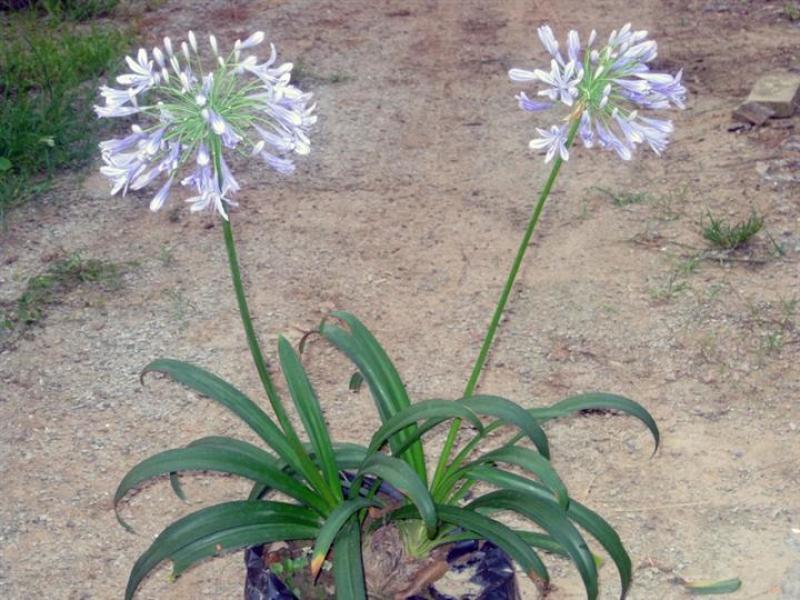百子莲盆栽多年生常绿阳台庭院露台花卉植物盆栽苗