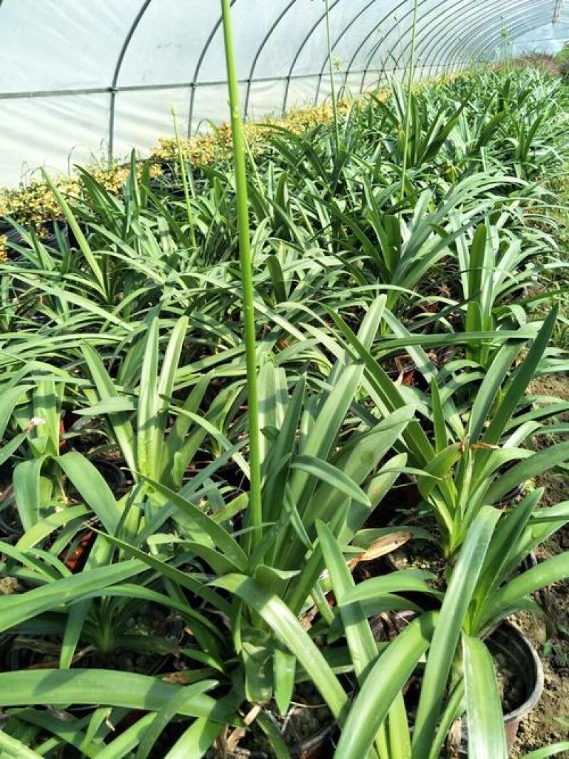 百子莲盆栽多年生常绿阳台庭院露台花卉植物盆栽苗