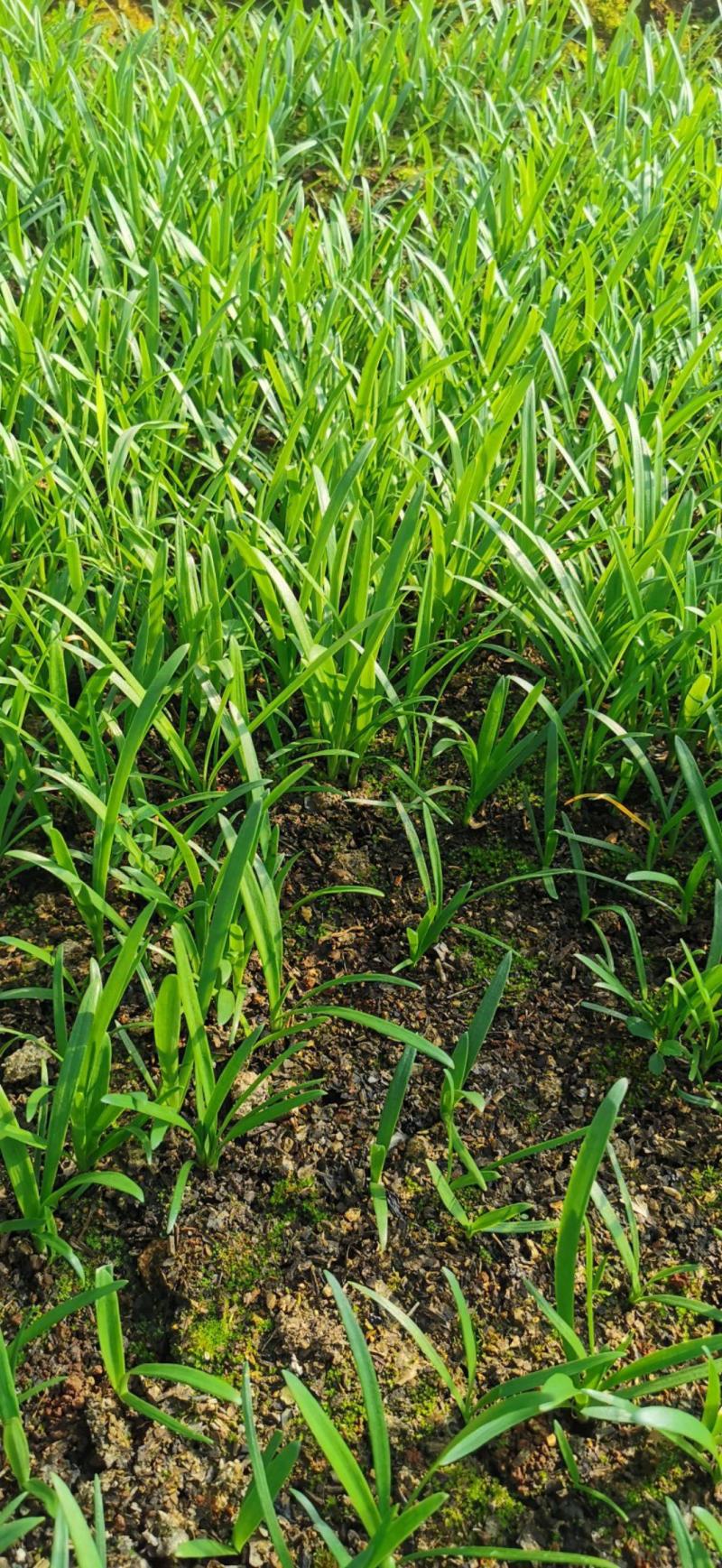 百子莲盆栽多年生常绿阳台庭院露台花卉植物盆栽苗
