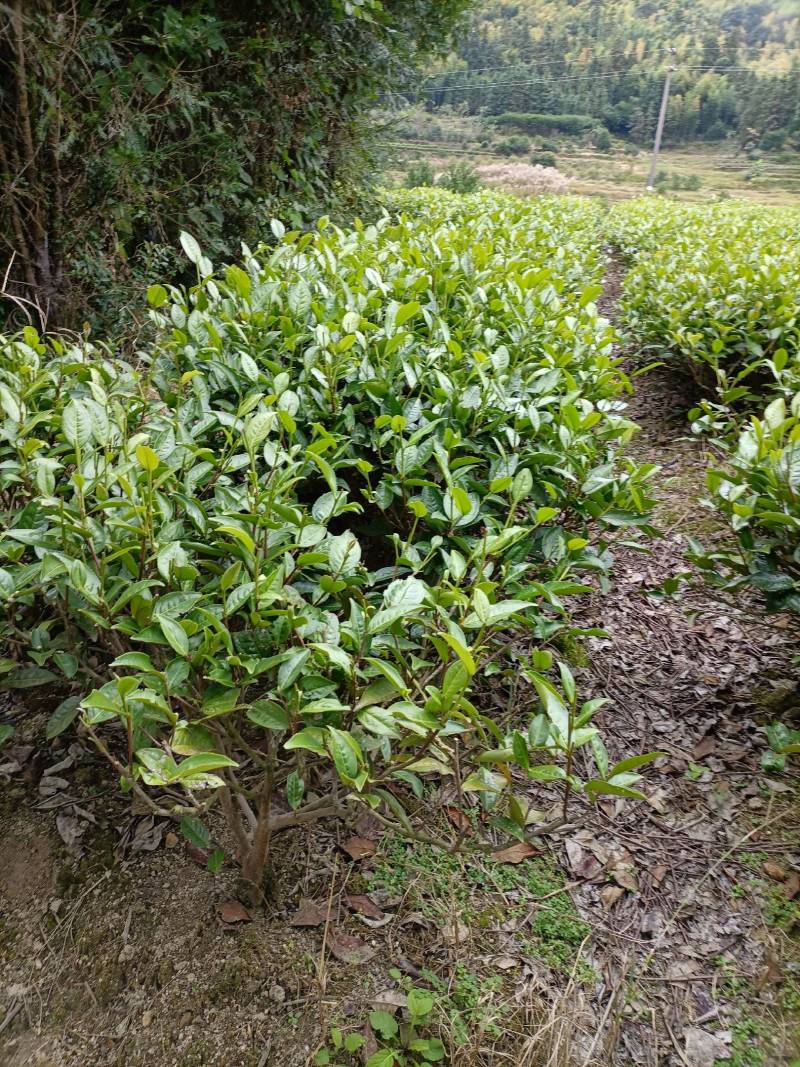 广东省仁化丹霞饮水水源，高山白毛茶，红茶，绿茶，白茶，