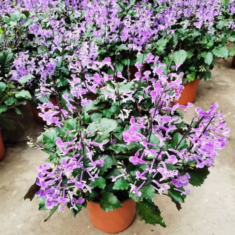 香茶菜盆栽花苗特丽莎紫好养吸毒草四季观花草本庭院