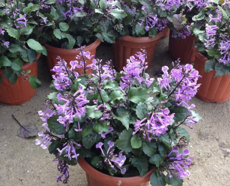 香茶菜盆栽花苗特丽莎紫好养吸毒草四季观花草本庭院