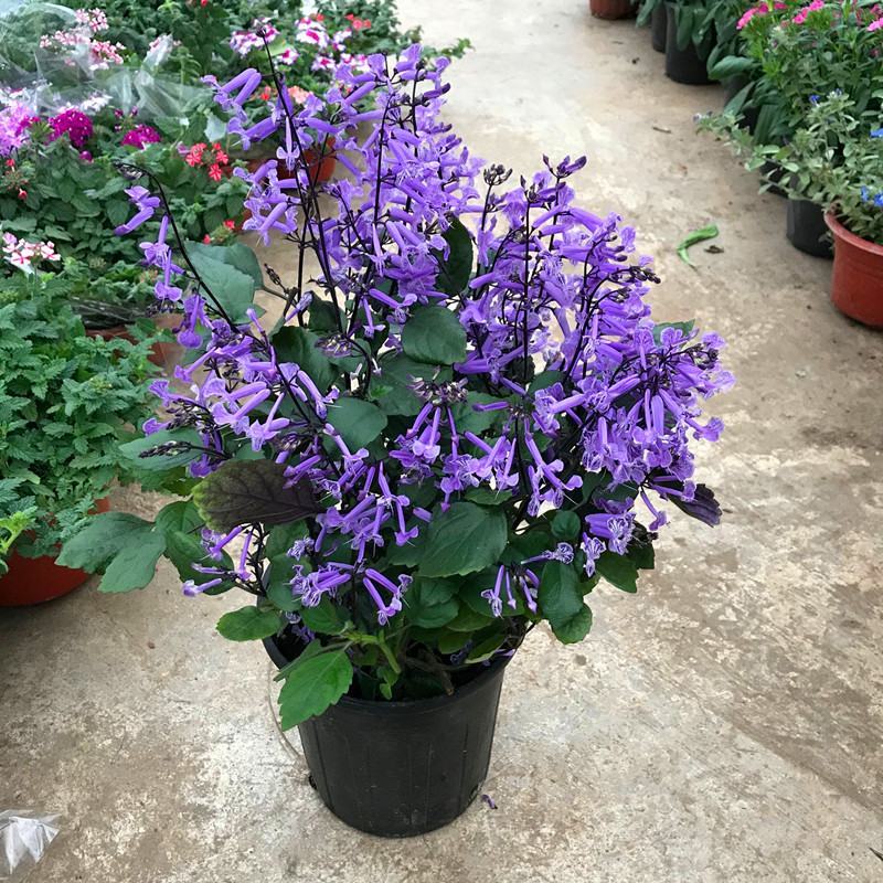 香茶菜盆栽花苗特丽莎紫好养吸毒草四季观花草本庭院