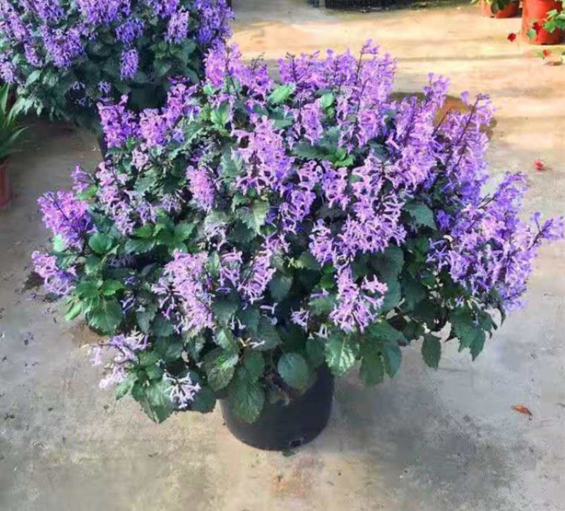 香茶菜盆栽花苗特丽莎紫好养吸毒草四季观花草本庭院