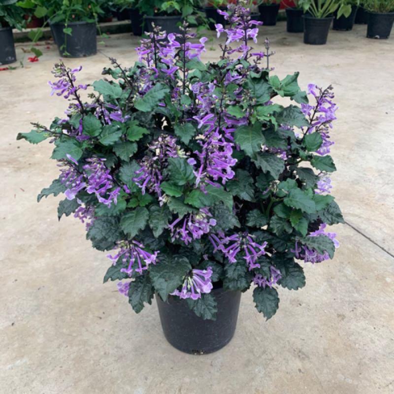 香茶菜盆栽花苗特丽莎紫好养吸毒草四季观花草本庭院