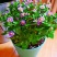 紫芳草花多年生耐寒绿植物室内室外阳台盆栽春季秋季花苗花卉