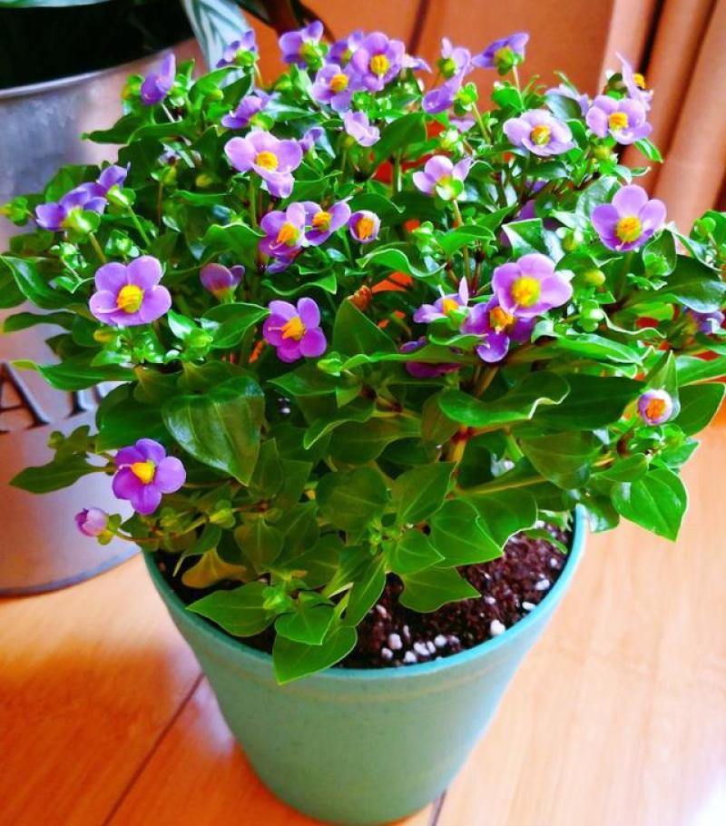 紫芳草花多年生耐寒绿植物室内室外阳台盆栽春季秋季花苗花卉