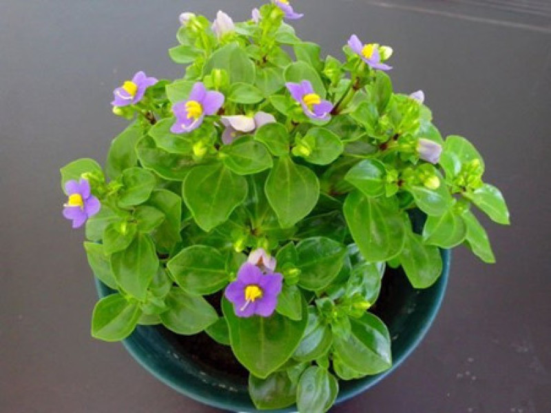 紫芳草花多年生耐寒绿植物室内室外阳台盆栽春季秋季花苗花卉