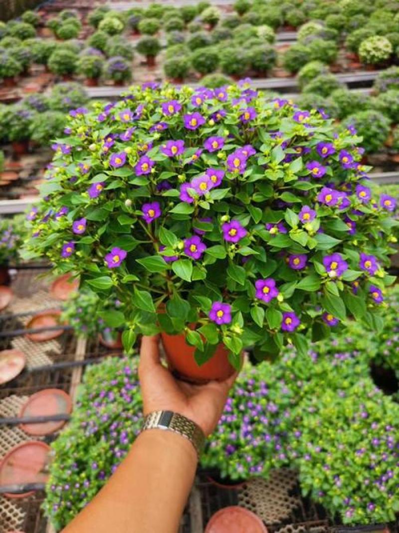 紫芳草花多年生耐寒绿植物室内室外阳台盆栽春季秋季花苗花卉