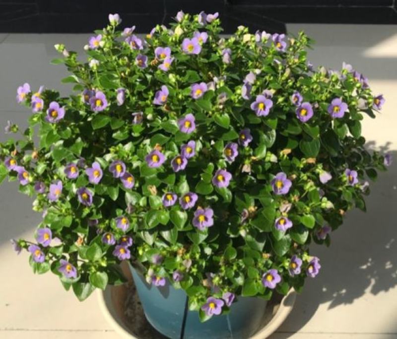 紫芳草花多年生耐寒绿植物室内室外阳台盆栽春季秋季花苗花卉