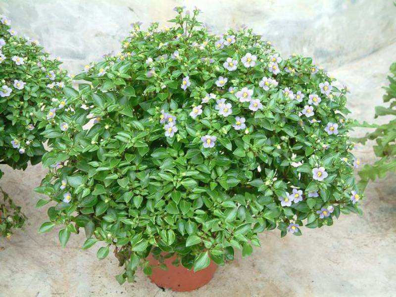 紫芳草花多年生耐寒绿植物室内室外阳台盆栽春季秋季花苗花卉