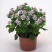 紫芳草花多年生耐寒绿植物室内室外阳台盆栽春季秋季花苗花卉