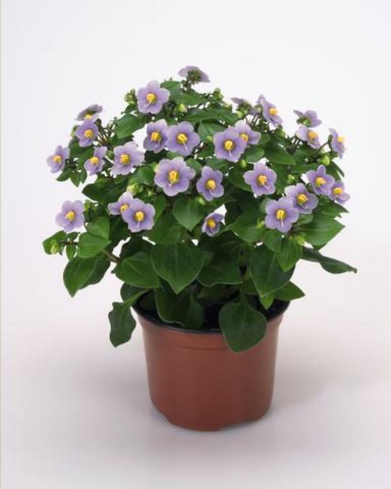 紫芳草花多年生耐寒绿植物室内室外阳台盆栽春季秋季花苗花卉