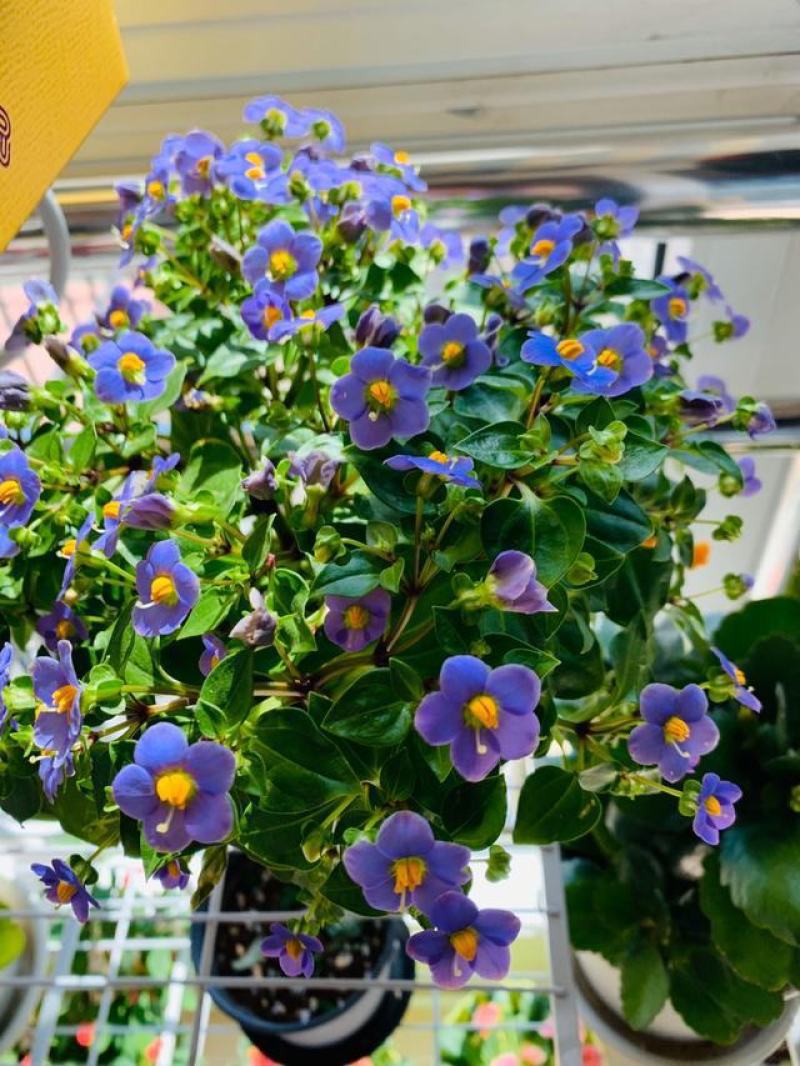 紫芳草花多年生耐寒绿植物室内室外阳台盆栽春季秋季花苗花卉