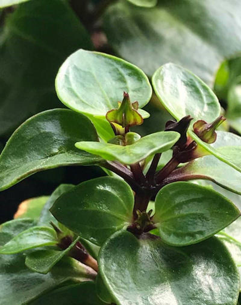 紫芳草花多年生耐寒绿植物室内室外阳台盆栽春季秋季花苗花卉