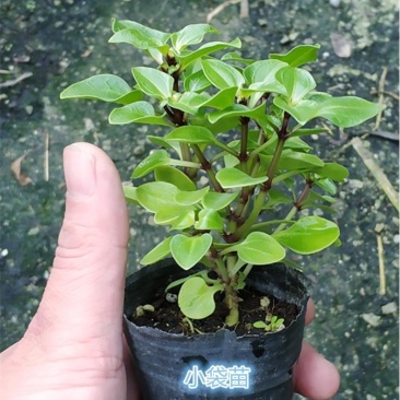 紫芳草花多年生耐寒绿植物室内室外阳台盆栽春季秋季花苗花卉
