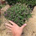 紫芳草花多年生耐寒绿植物室内室外阳台盆栽春季秋季花苗花卉