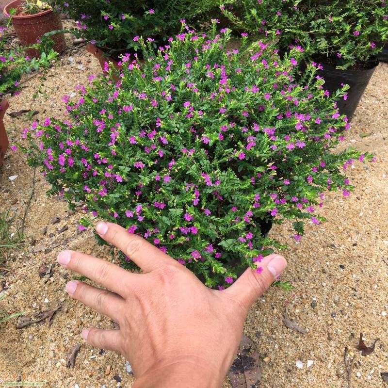 紫芳草花多年生耐寒绿植物室内室外阳台盆栽春季秋季花苗花卉