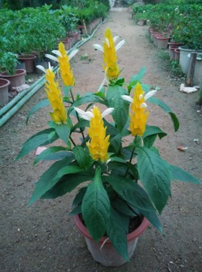 金苞花虾红花黄金塔盆栽室内常绿阳台庭院常年开花植物