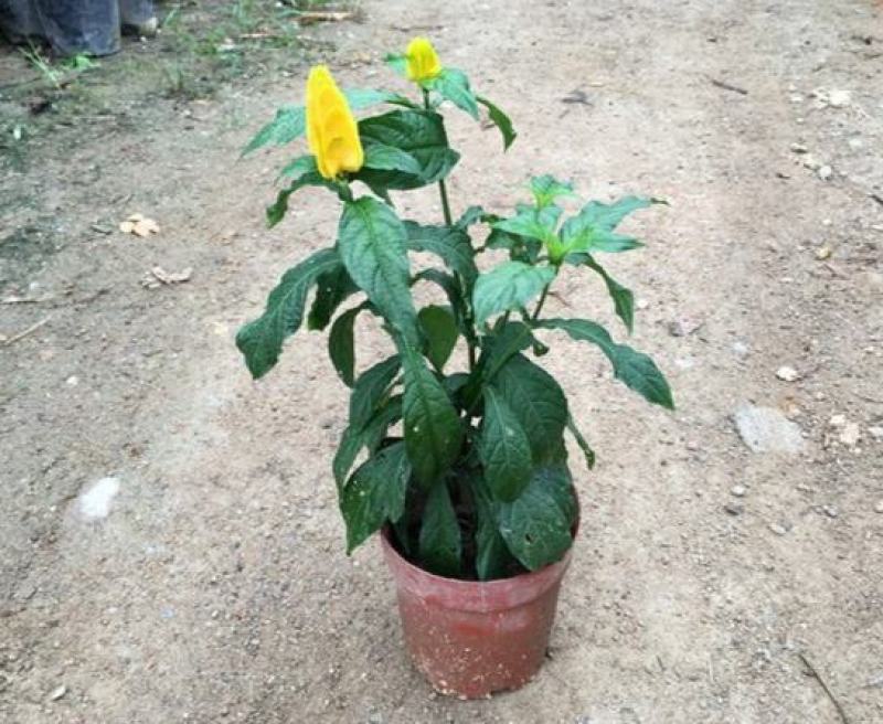 金苞花虾红花黄金塔盆栽室内常绿阳台庭院常年开花植物