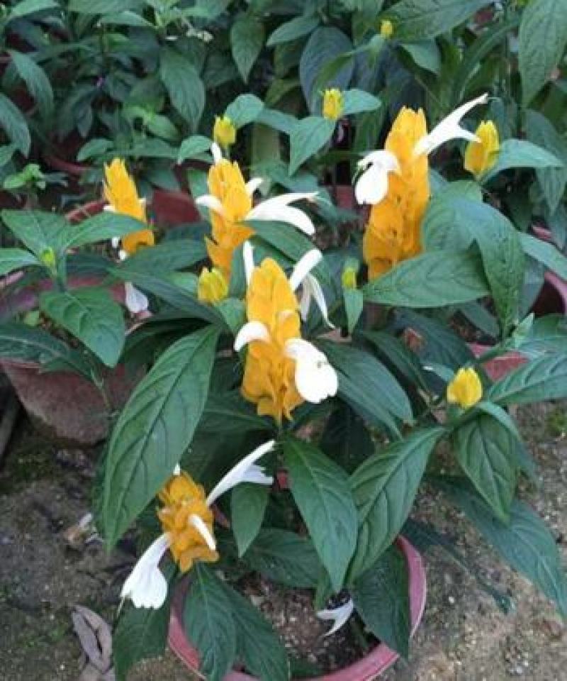 金苞花虾红花黄金塔盆栽室内常绿阳台庭院常年开花植物