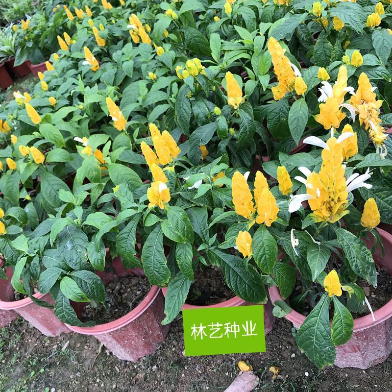 金苞花虾红花黄金塔盆栽室内常绿阳台庭院常年开花植物