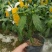 金苞花虾红花黄金塔盆栽室内常绿阳台庭院常年开花植物
