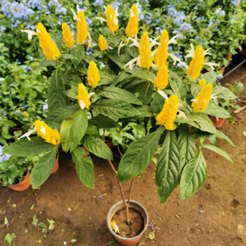金苞花虾红花黄金塔盆栽室内常绿阳台庭院常年开花植物